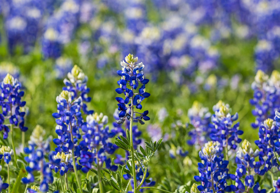 Bluebonnet