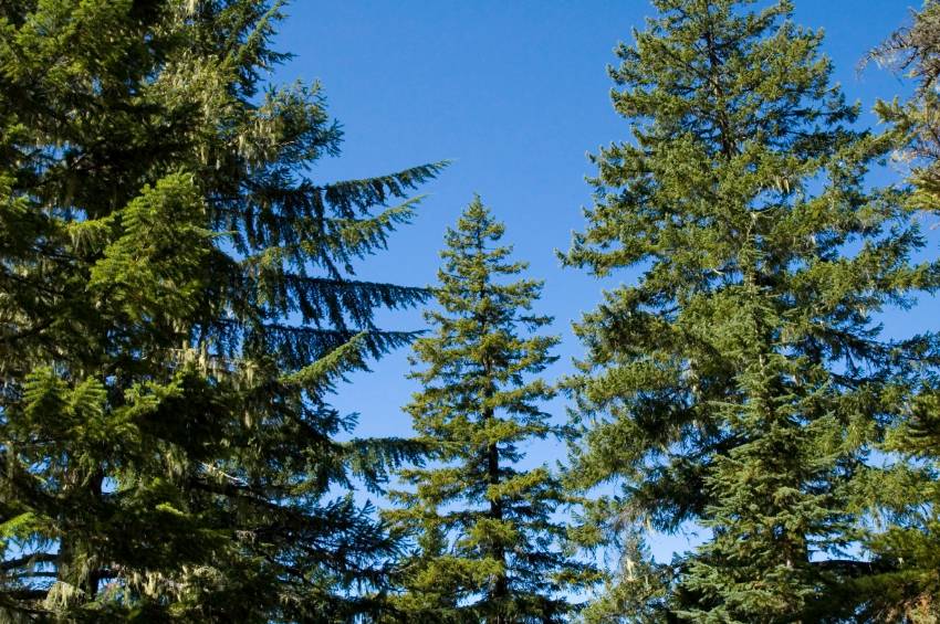 Christmas Fir