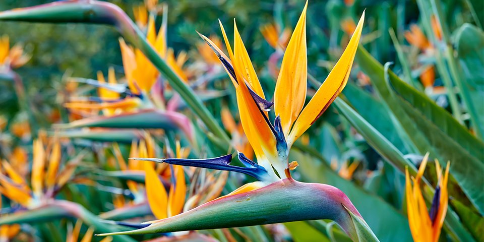Bird of Paradise, Too