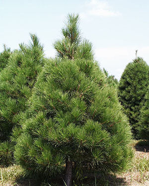 Christmas Pine