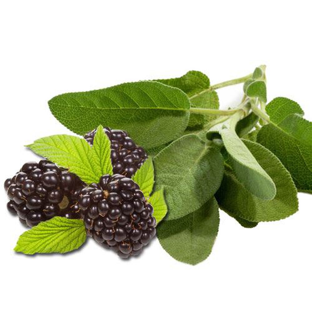 Blackberry Sage