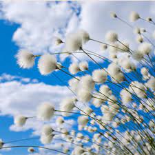Cotton Blossom